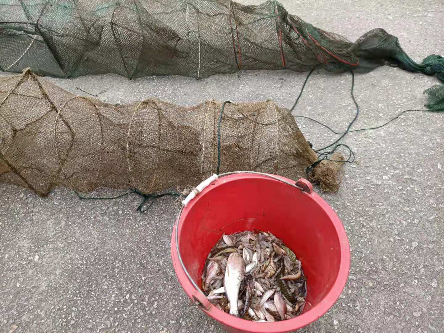 非法捕捞渔获物.jpg