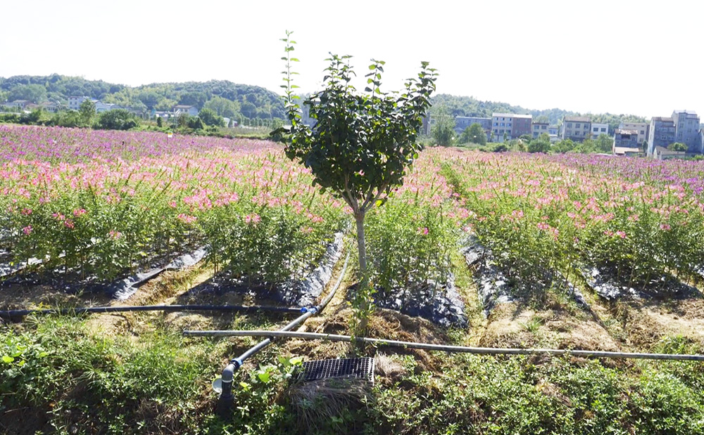 菊花2.jpg 菊花2.jpg