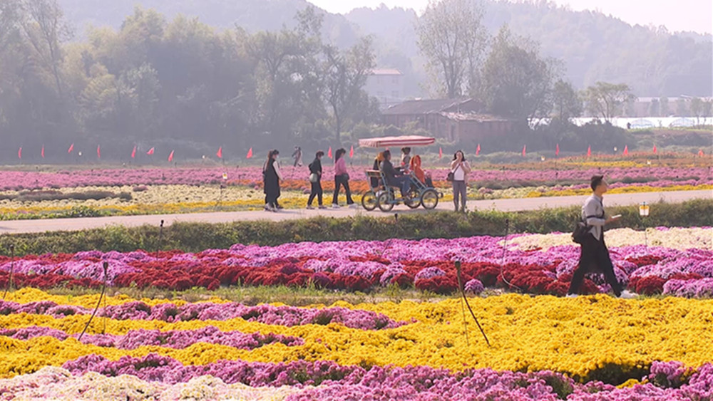 菊博园11.jpg