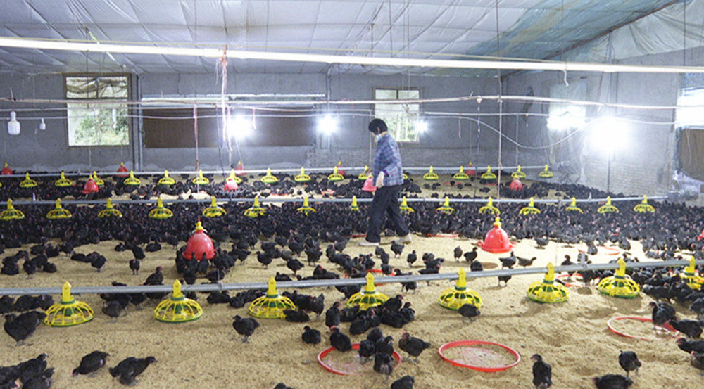 养鸡2.jpg 养鸡2.jpg