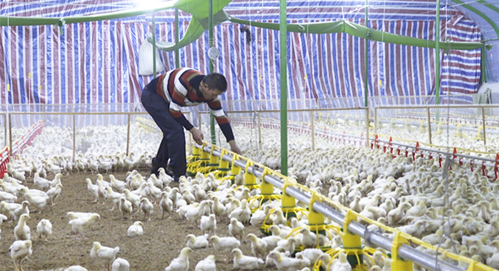 养鸡1.jpg 养鸡1.jpg