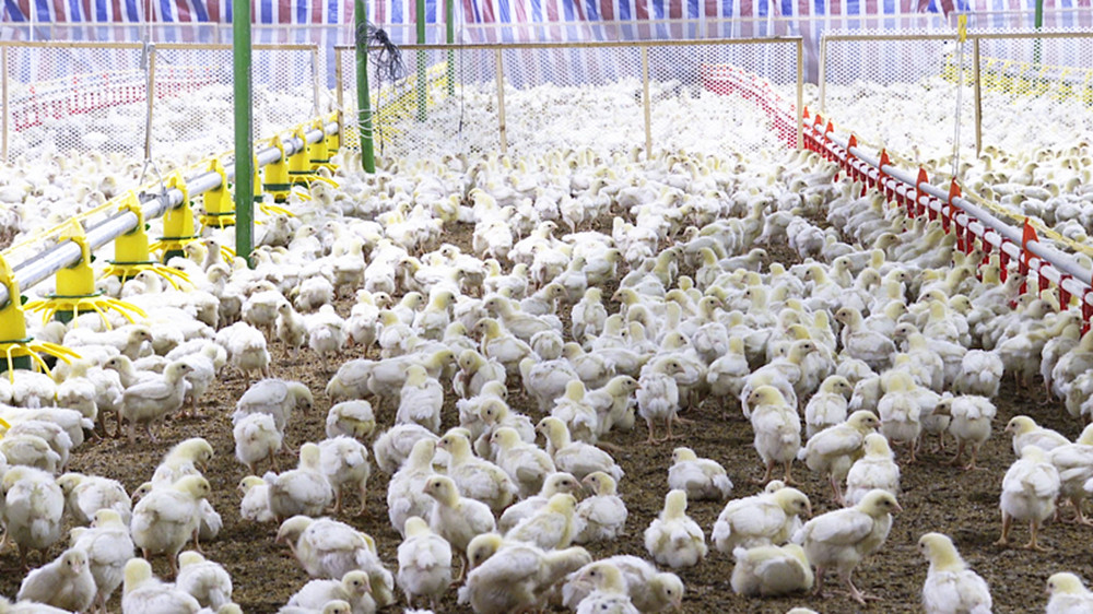 养鸡_.jpg 养鸡_.jpg