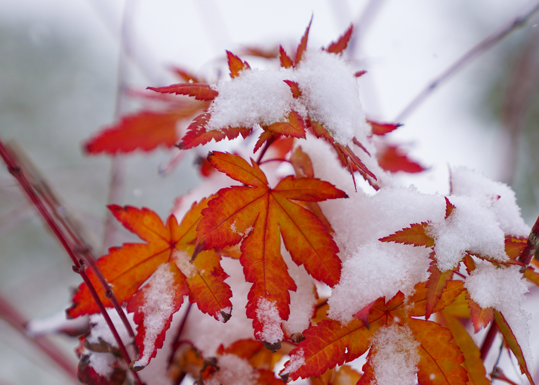 每日一景江南雪花飄