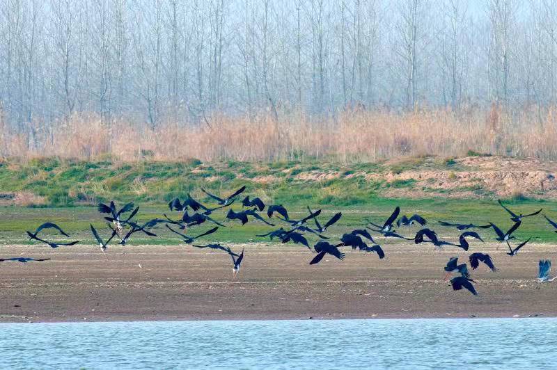 麋鹿1.jpg 麋鹿1.jpg