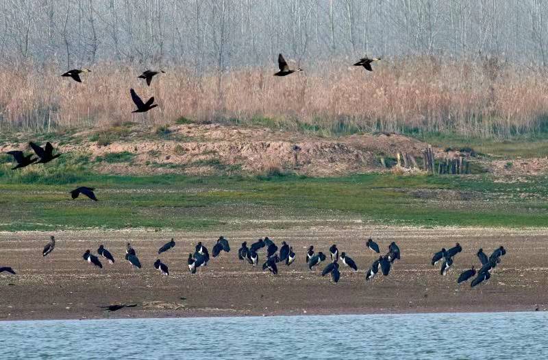 麋鹿.jpg 麋鹿.jpg