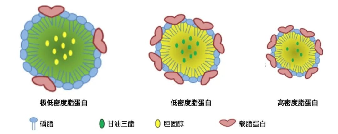低密度脂蛋白颗粒中含胆固醇约50%,是血液中胆固醇含量最多的脂蛋白