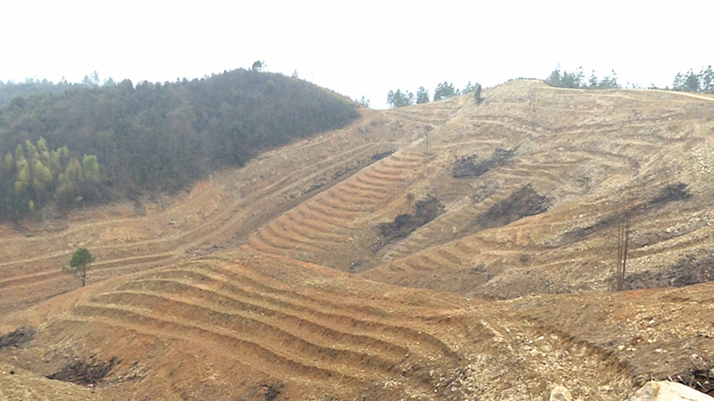 桃林茶树种植001_副本.jpg 桃林茶树种植001_副本.jpg