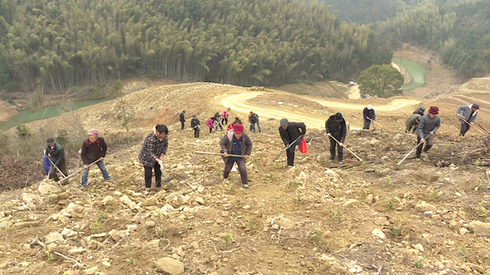 桃林茶树种植002_副本.jpg 桃林茶树种植002_副本.jpg