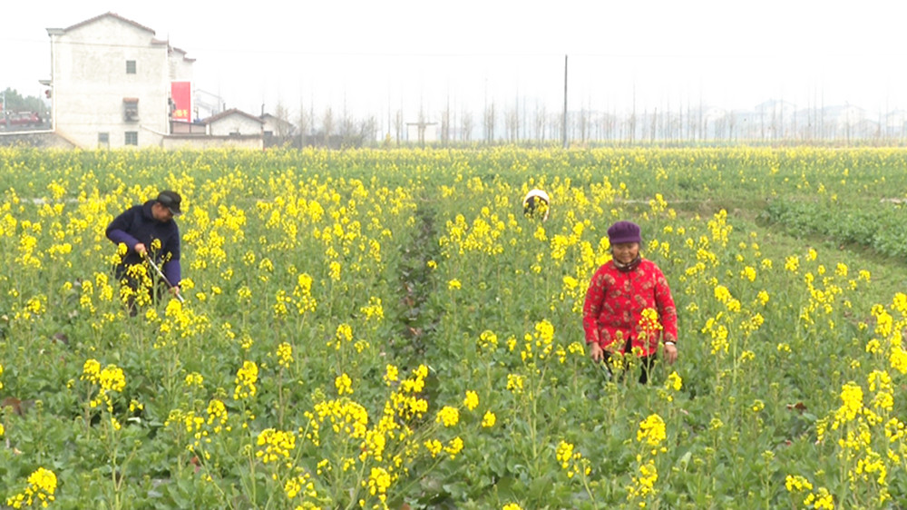 美丽乡村鸭栏002_副本.jpg 美丽乡村鸭栏002_副本.jpg