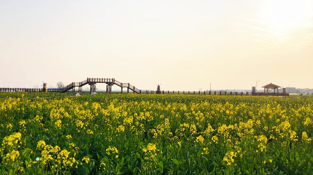 江南油菜002_副本.jpg