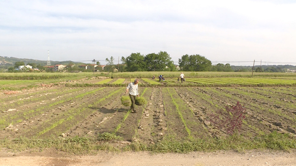 长塘春耕生产_副本.jpg