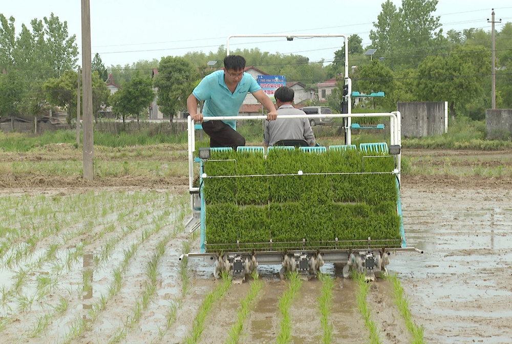 农业农村局插秧002_副本1.jpg