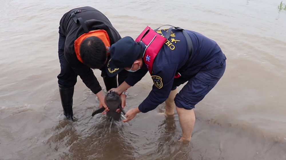 江豚救助014_副本.jpg 江豚救助014_副本.jpg