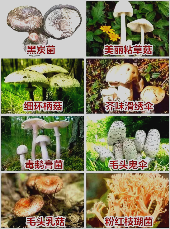 黑炭菇的功效与作用图片
