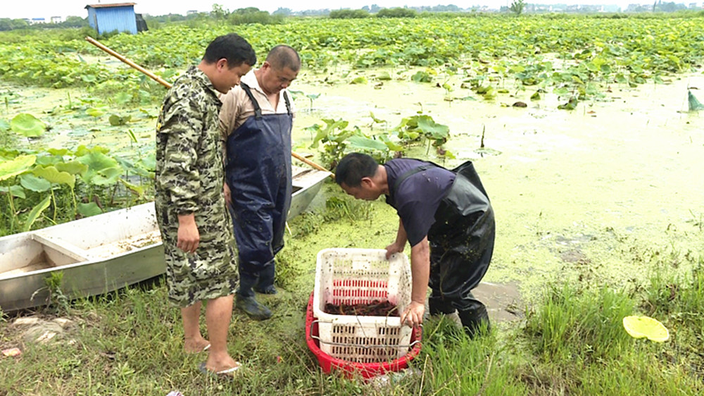 6.8龙虾007_副本.jpg 6.8龙虾007_副本.jpg