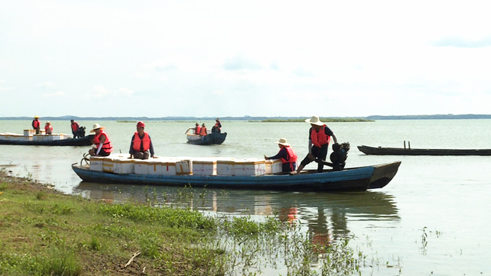 黄盖湖增值放流008_副本.jpg