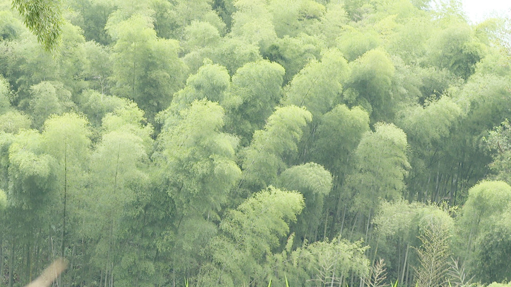 坦渡林长制005_副本1.jpg