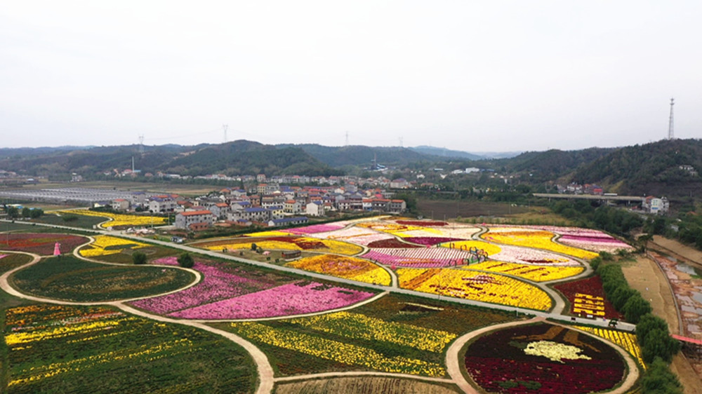 1025桃林菊博园006_副本.jpg 1025桃林菊博园006_副本.jpg