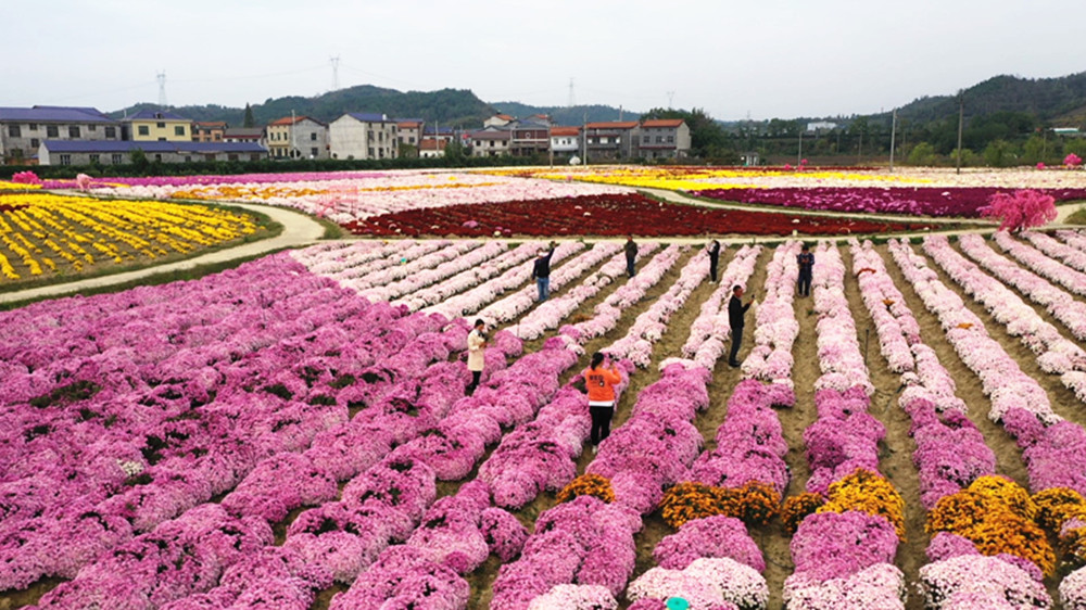 1025桃林菊博园004_副本.jpg 1025桃林菊博园004_副本.jpg