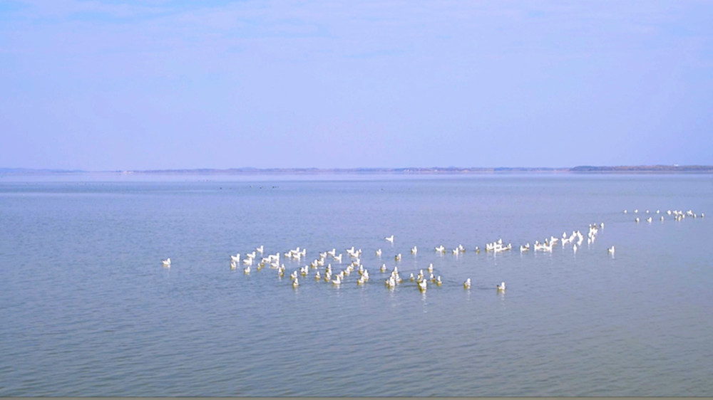 1111黄盖湖候鸟011_副本.jpg 1111黄盖湖候鸟011_副本.jpg