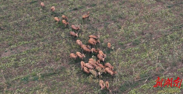 视频丨“岳马”比赛即将登场,30多头麋鹿先跑起来了!