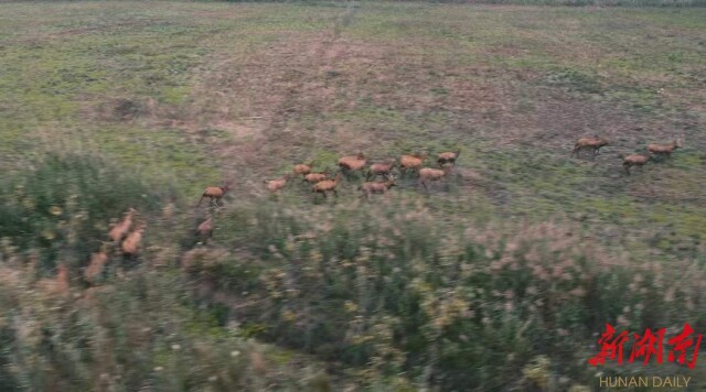 视频丨“岳马”比赛即将登场,30多头麋鹿先跑起来了!