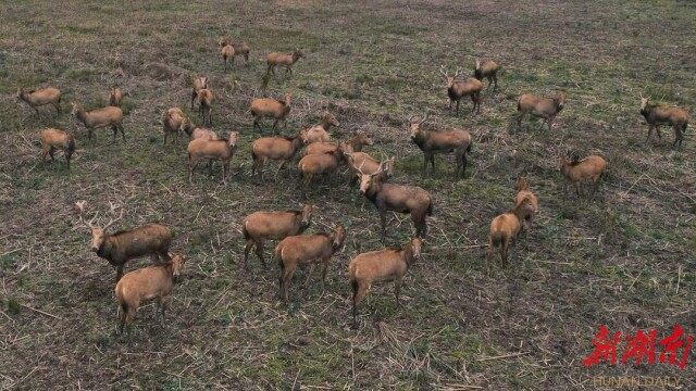 视频丨“岳马”比赛即将登场,30多头麋鹿先跑起来了!