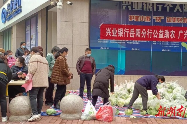 广兴洲包菜滞销引发爱心助农行动