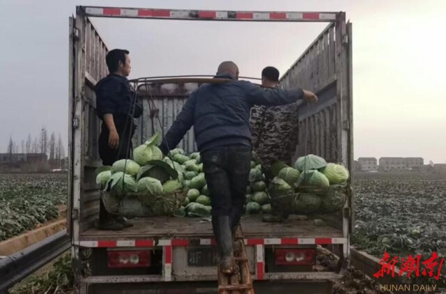 广兴洲包菜滞销引发爱心助农行动