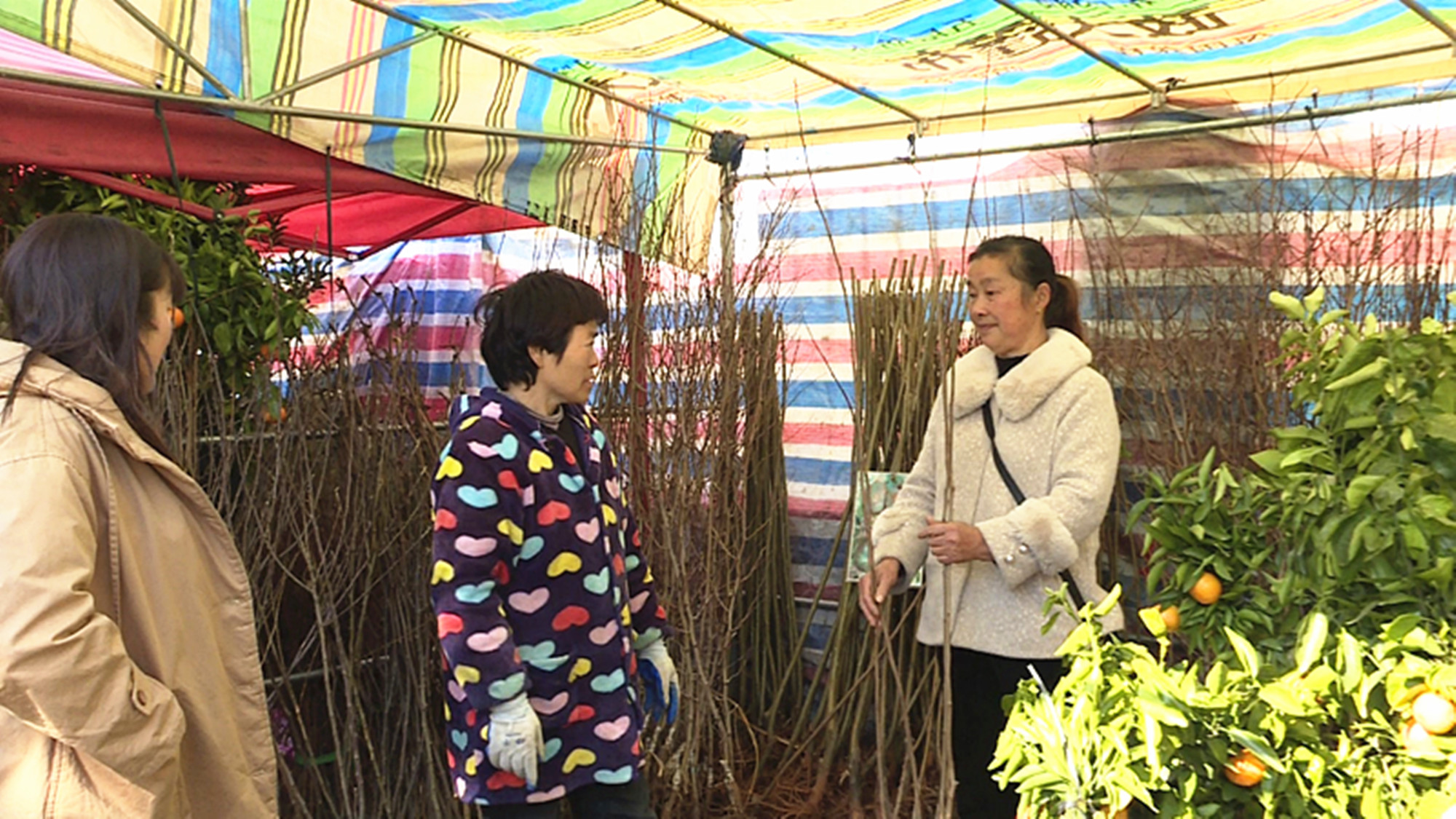 2.2烟草局旁苗木002_副本.jpg