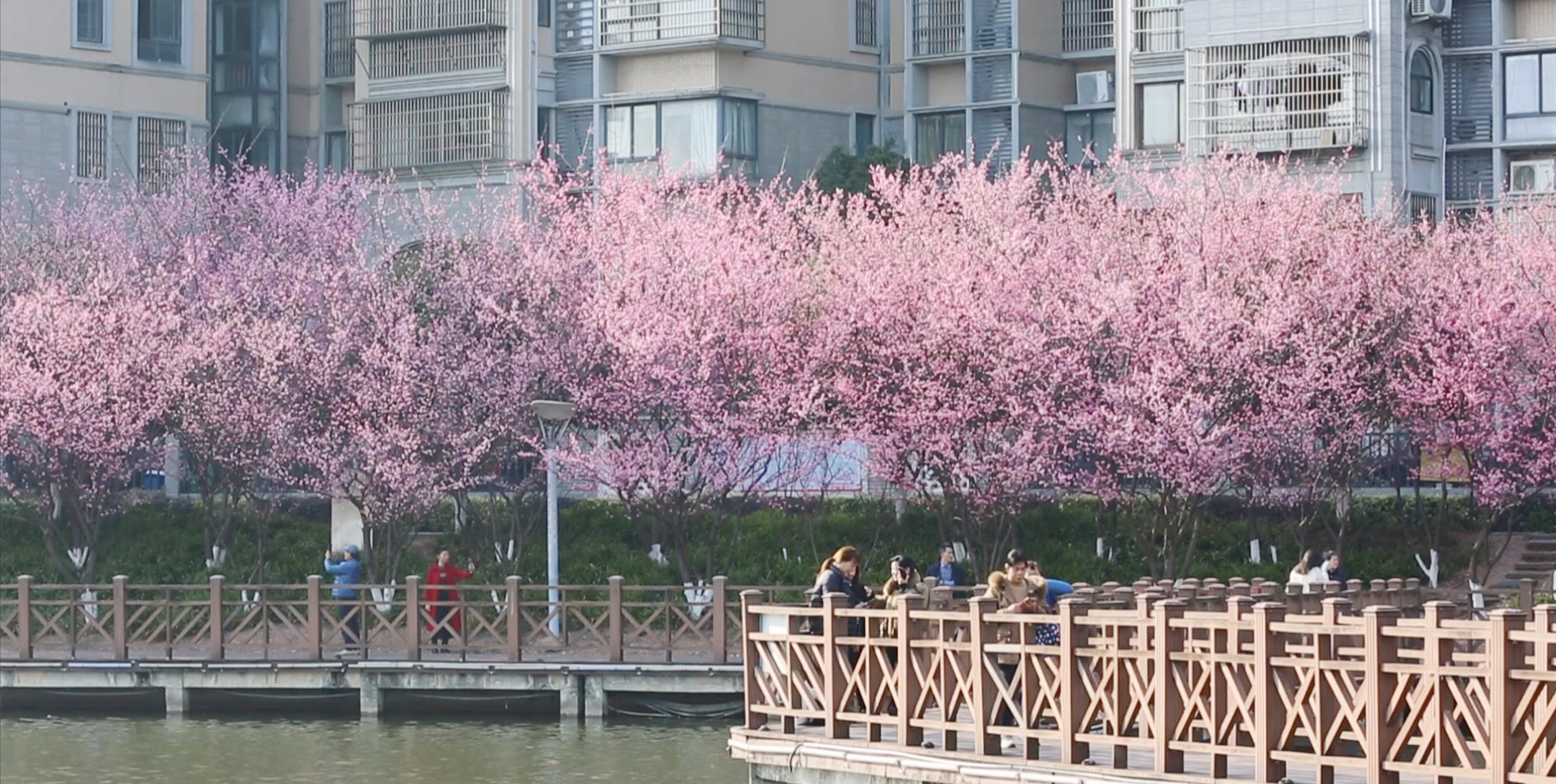 白云湖桃花.jpg