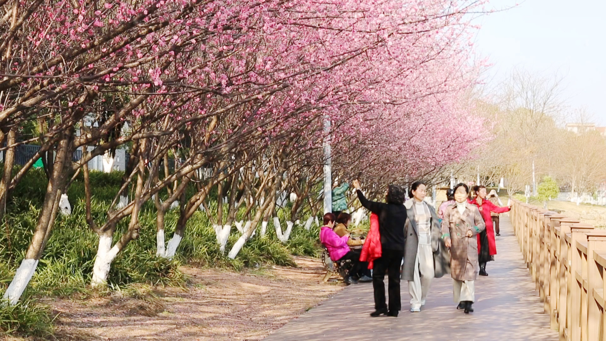 白云湖桃花003.jpg