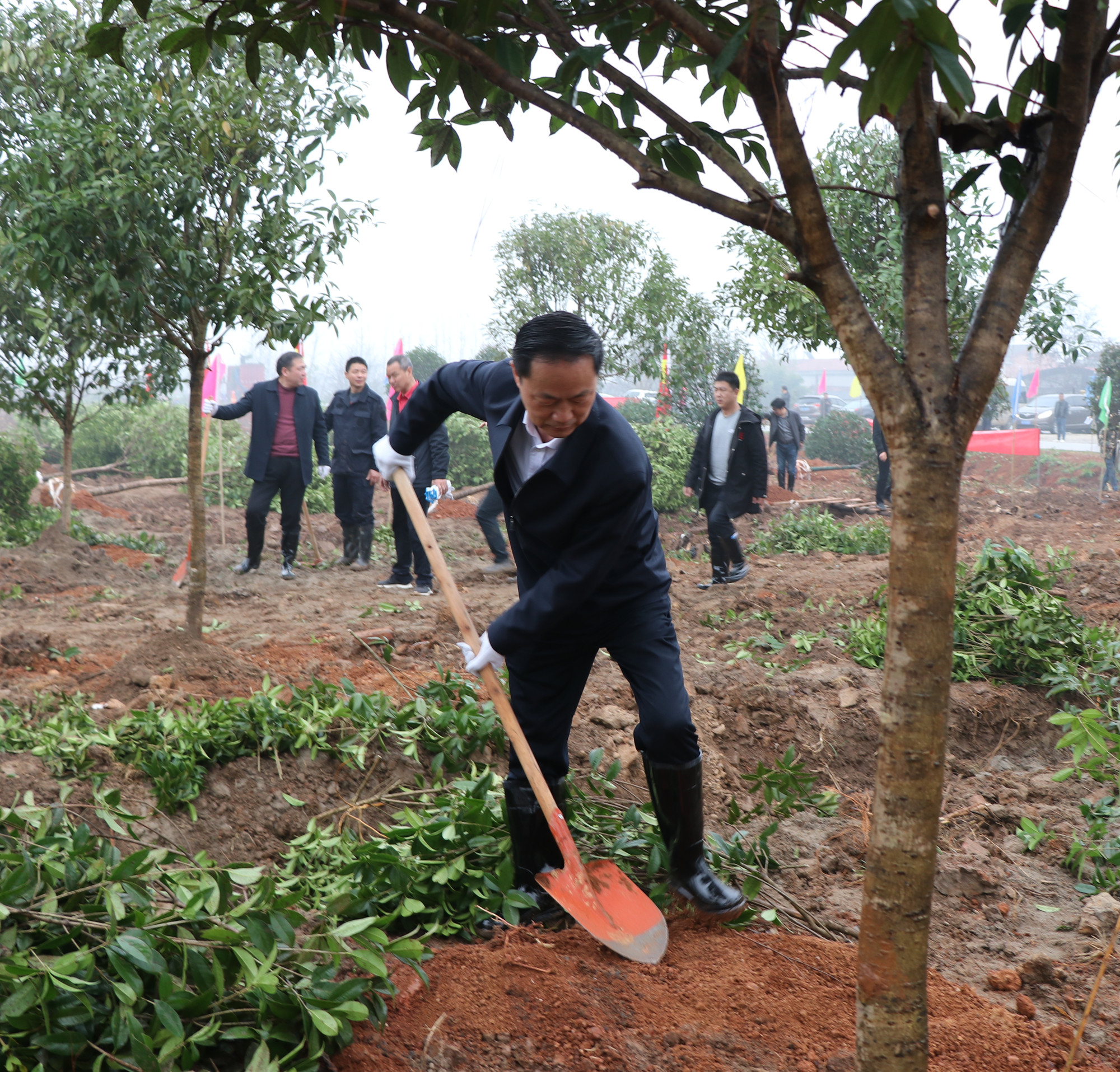 植树6.jpg
