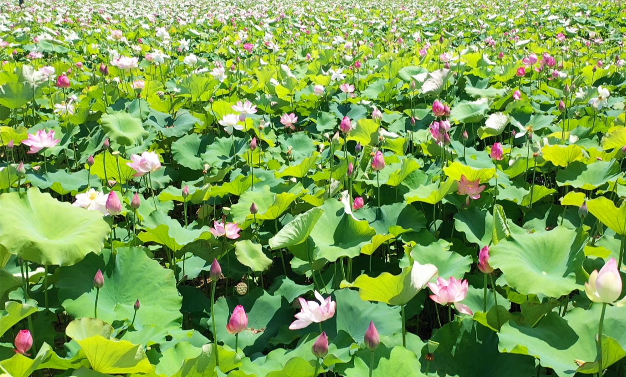 荷花0070_副本.jpg 荷花0070_副本.jpg