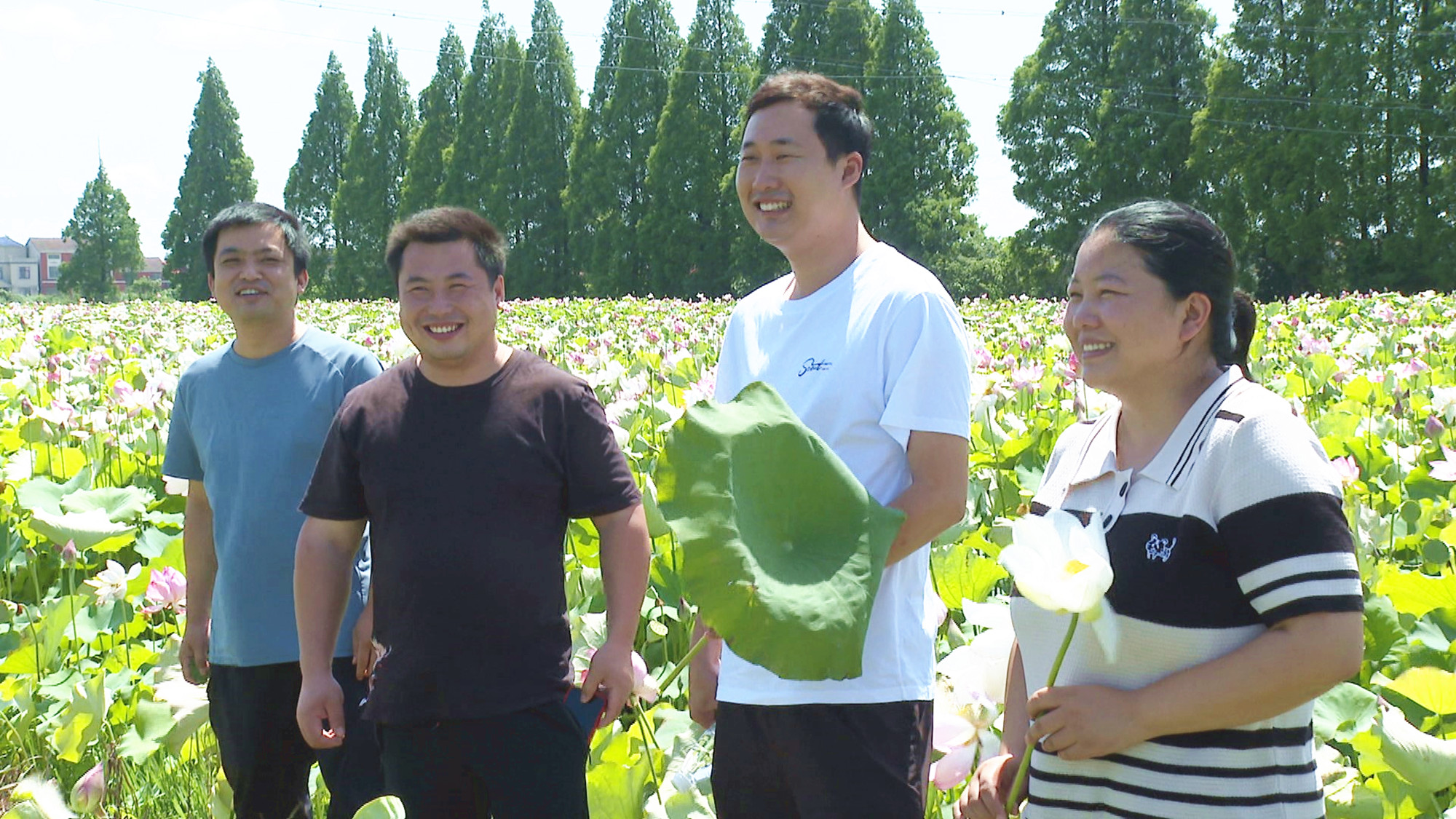 荷花005_副本.jpg 荷花005_副本.jpg