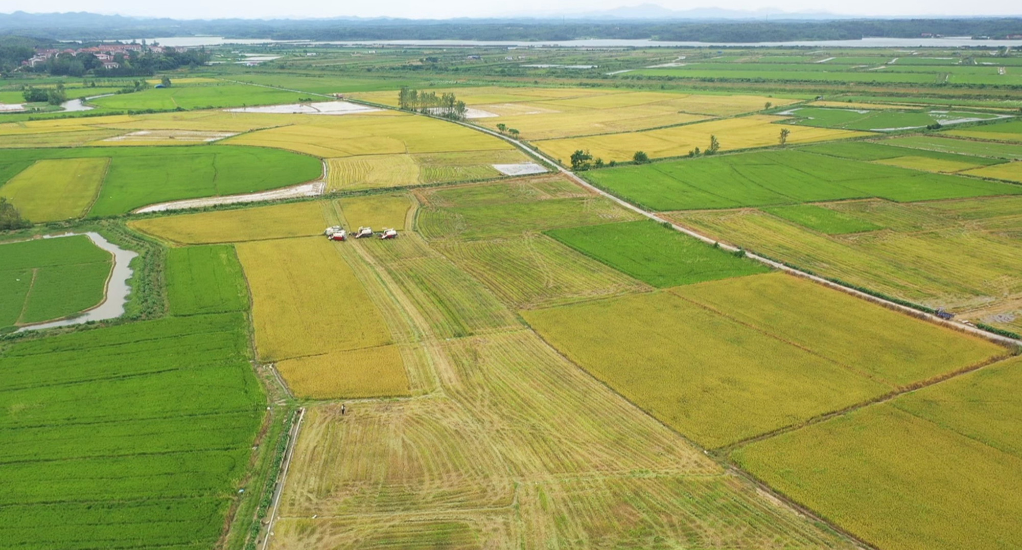 坦渡早稻001_副本.jpg 坦渡早稻001_副本.jpg