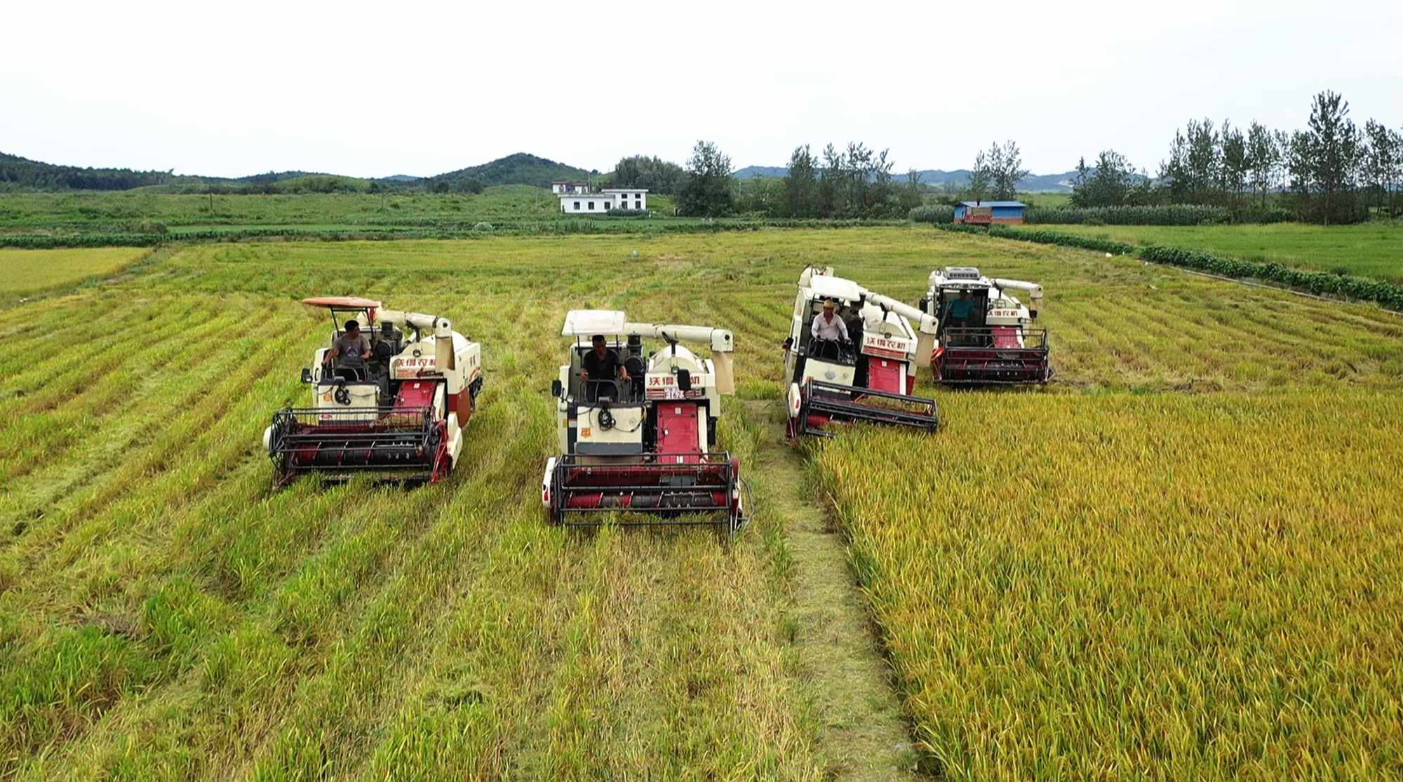 坦渡早稻003_副本.jpg 坦渡早稻003_副本.jpg