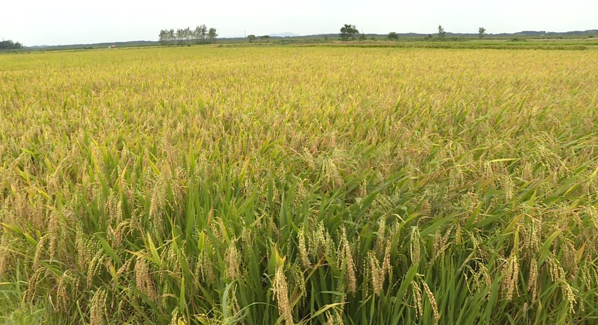 坦渡早稻010_副本.jpg 坦渡早稻010_副本.jpg