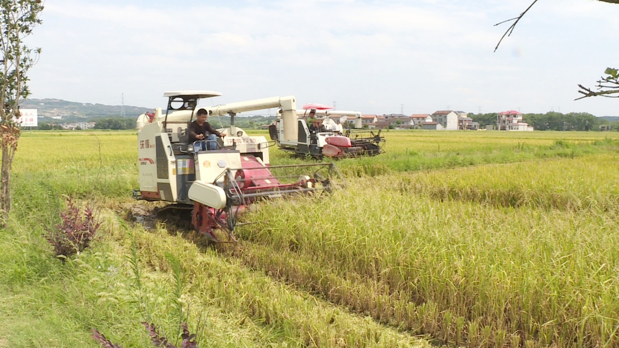 早稻收割001_副本.jpg 早稻收割001_副本.jpg