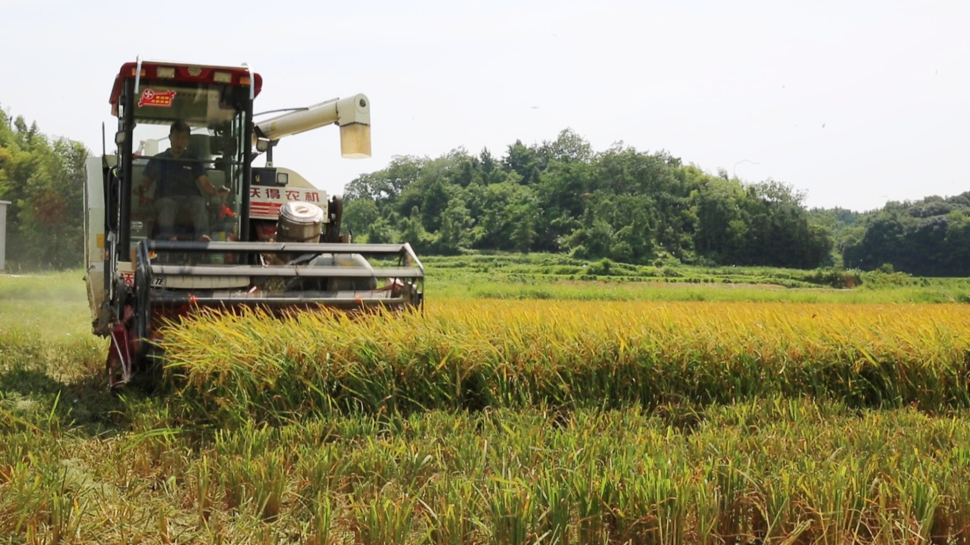 聂市早稻003_副本.jpg 聂市早稻003_副本.jpg