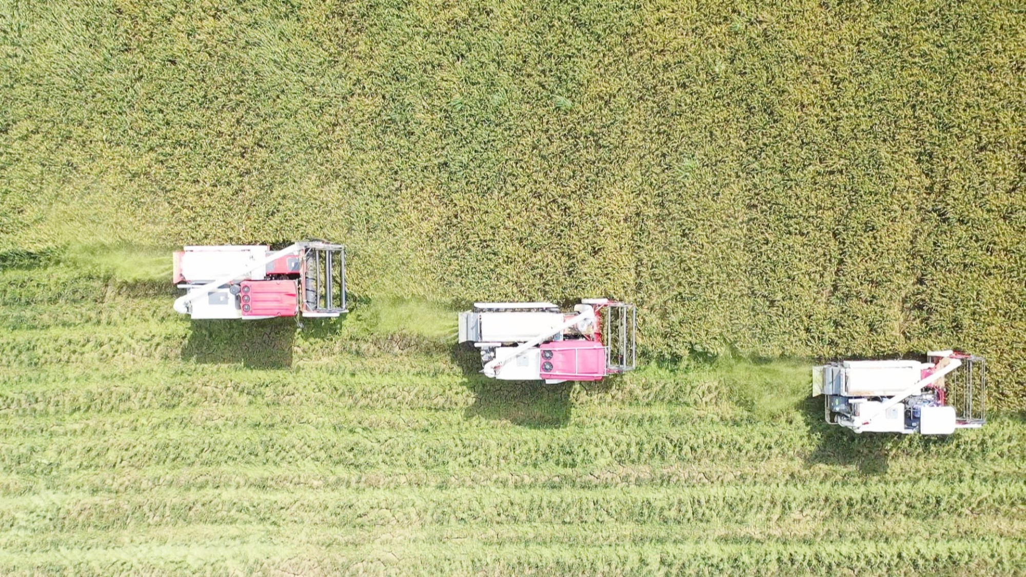 聂市早稻_副本.jpg 聂市早稻_副本.jpg