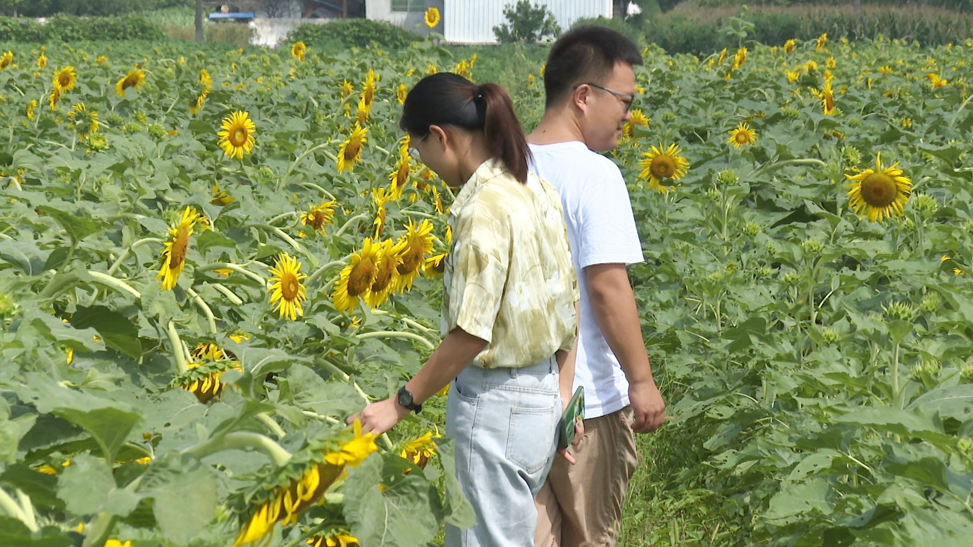 江南向日葵002_副本.jpg