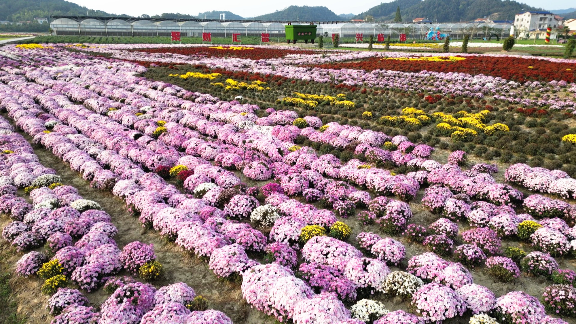 菊博园航拍002_副本.jpg
