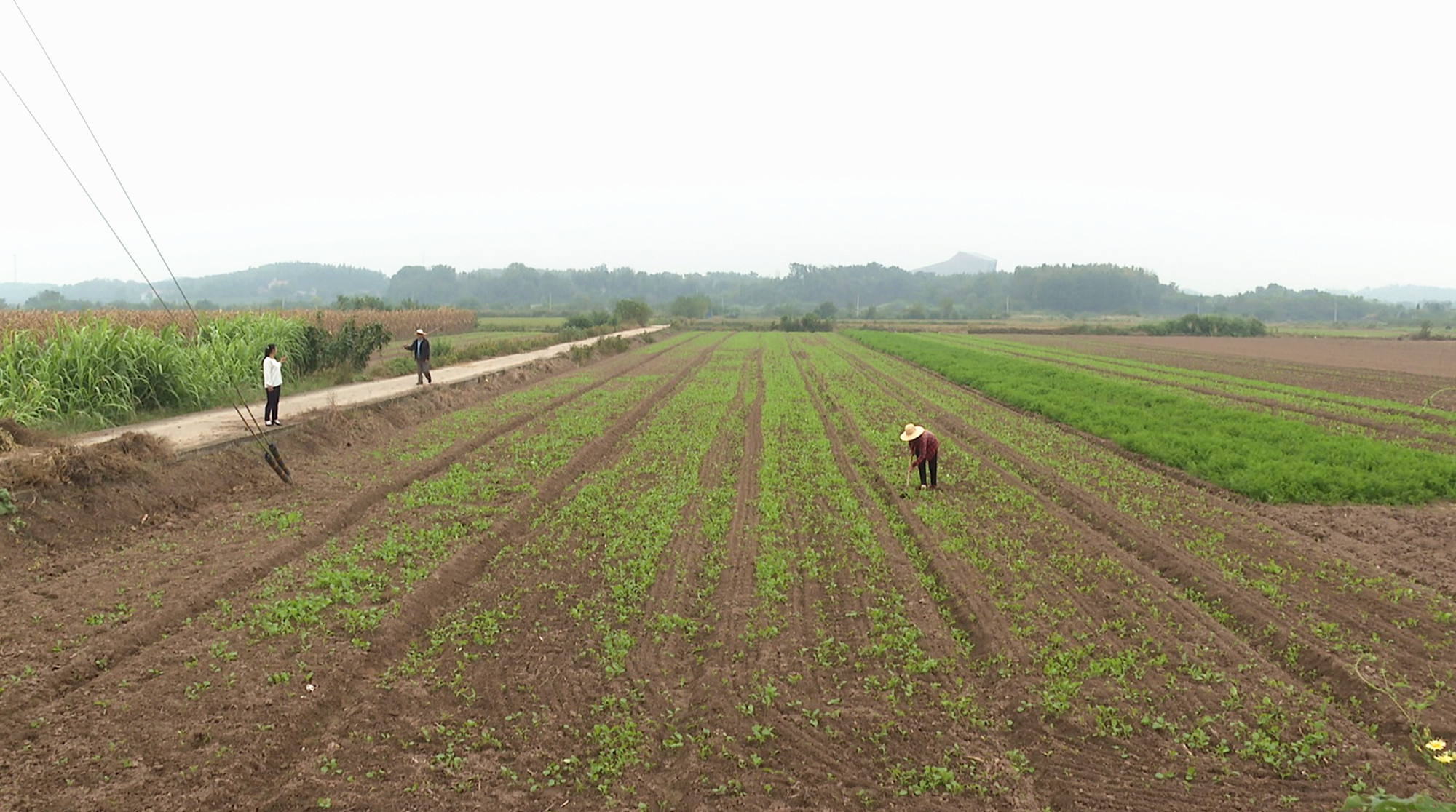 江南镇种植006_副本.jpg 江南镇种植006_副本.jpg