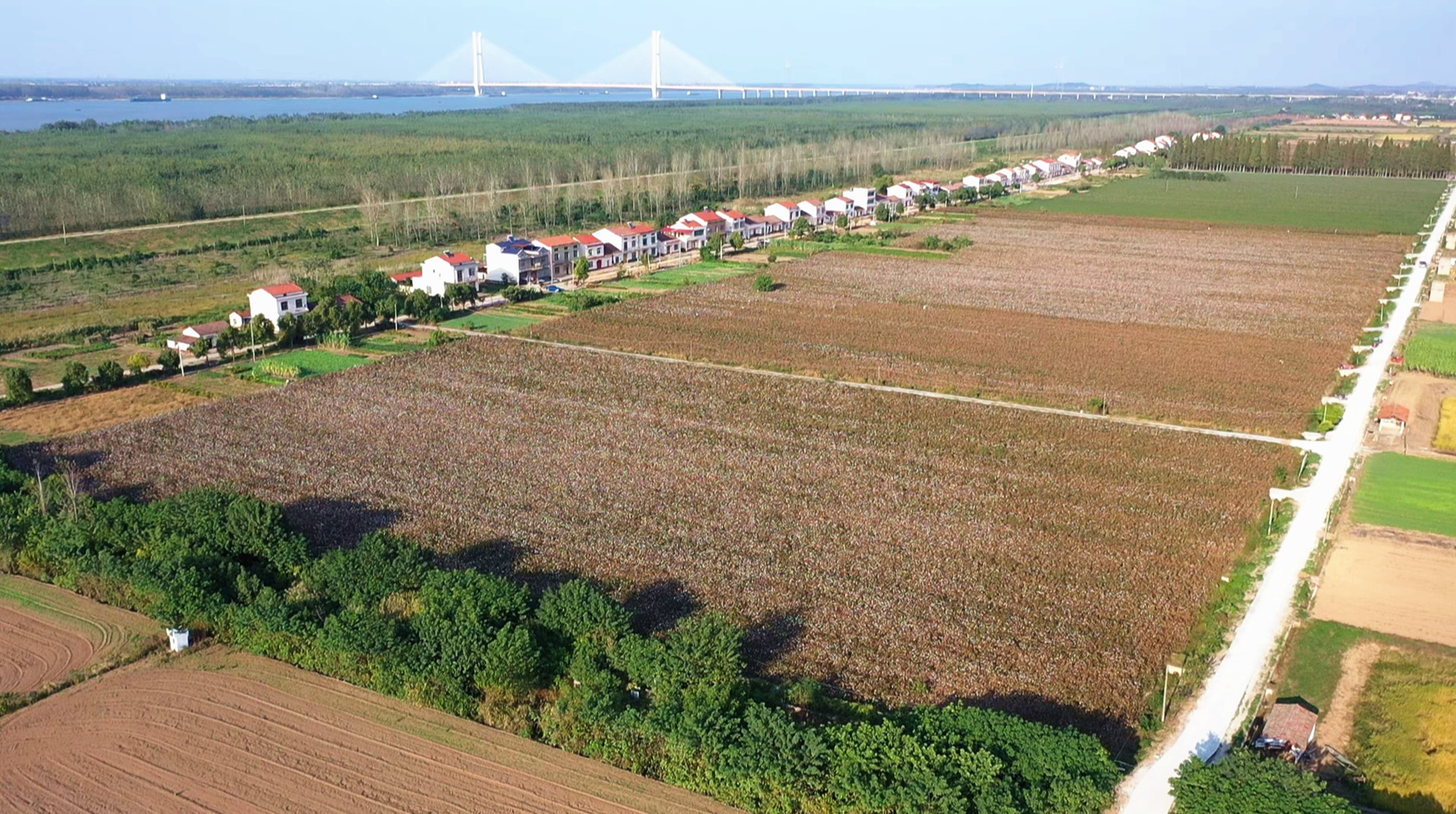 棉花基地016_副本.jpg 棉花基地016_副本.jpg