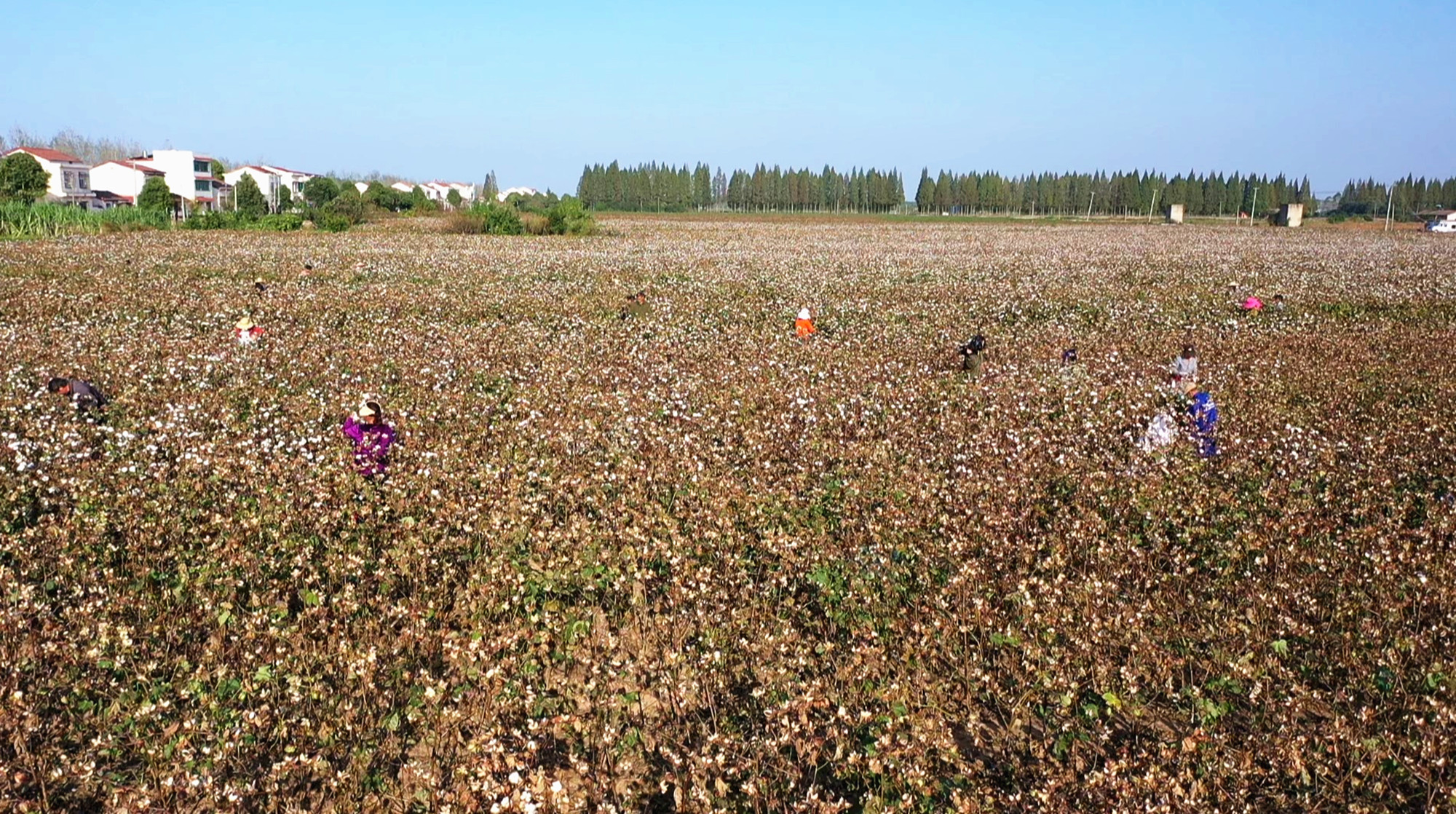 棉花基地014_副本.jpg 棉花基地014_副本.jpg
