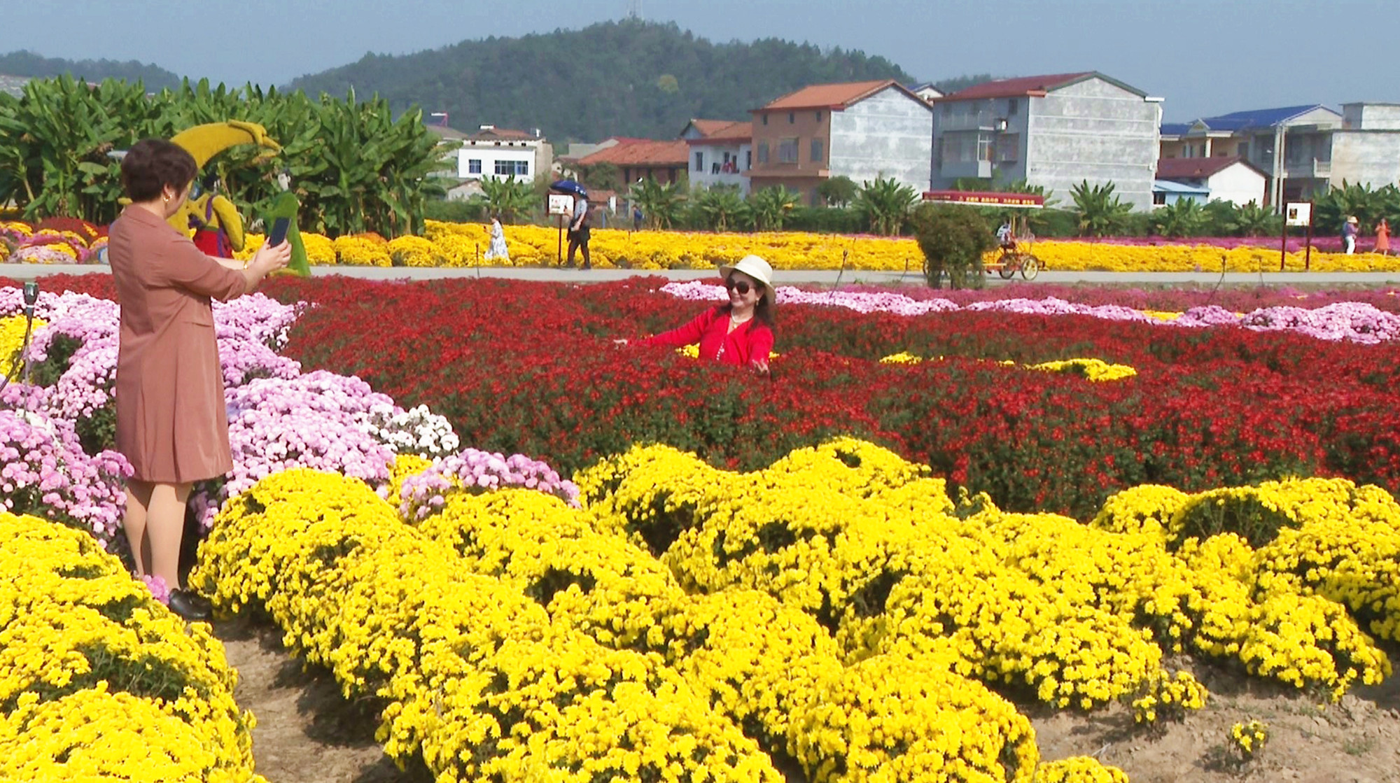 菊博园002_副本.jpg 菊博园002_副本.jpg