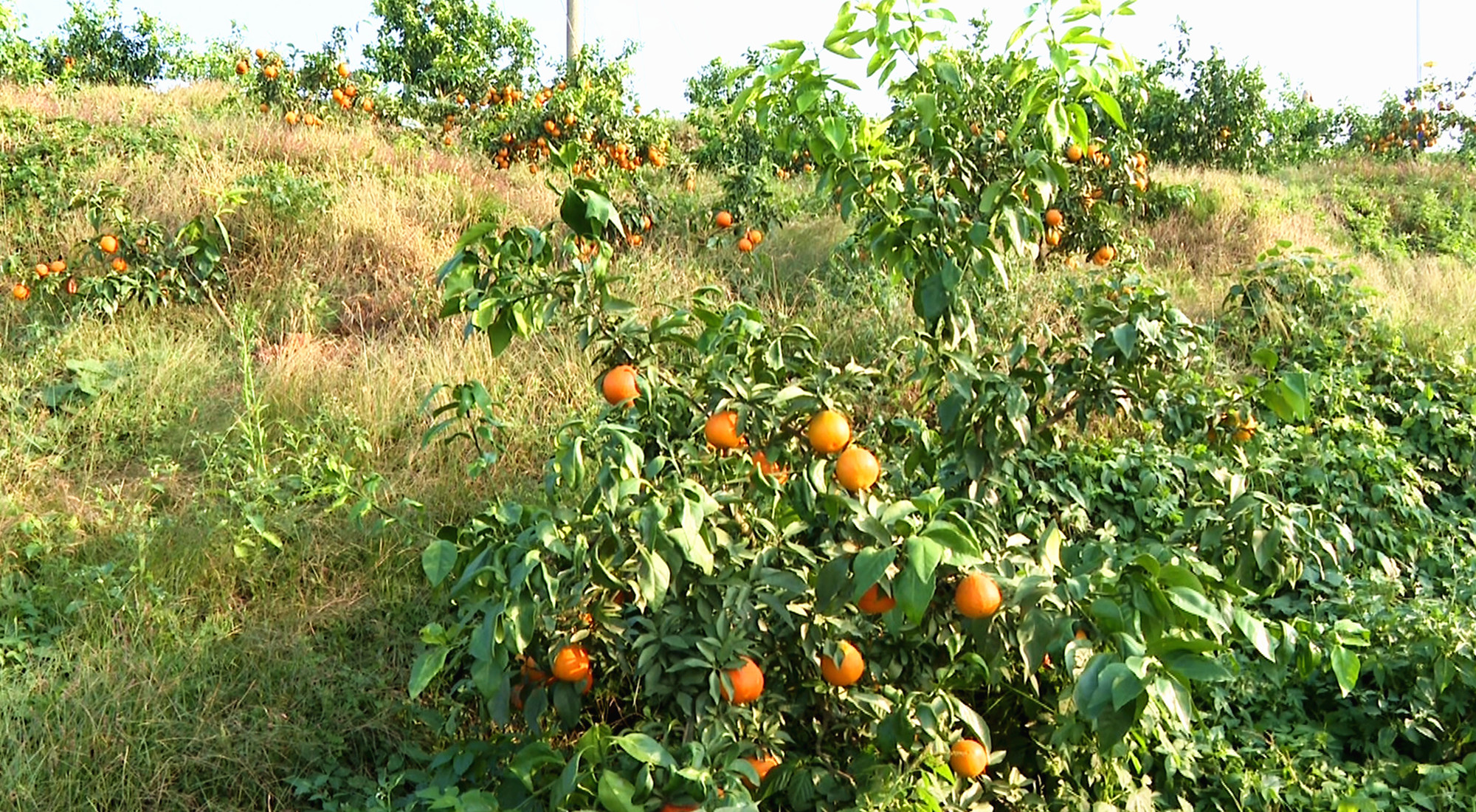 涓湖橘子园005_副本.jpg 涓湖橘子园005_副本.jpg