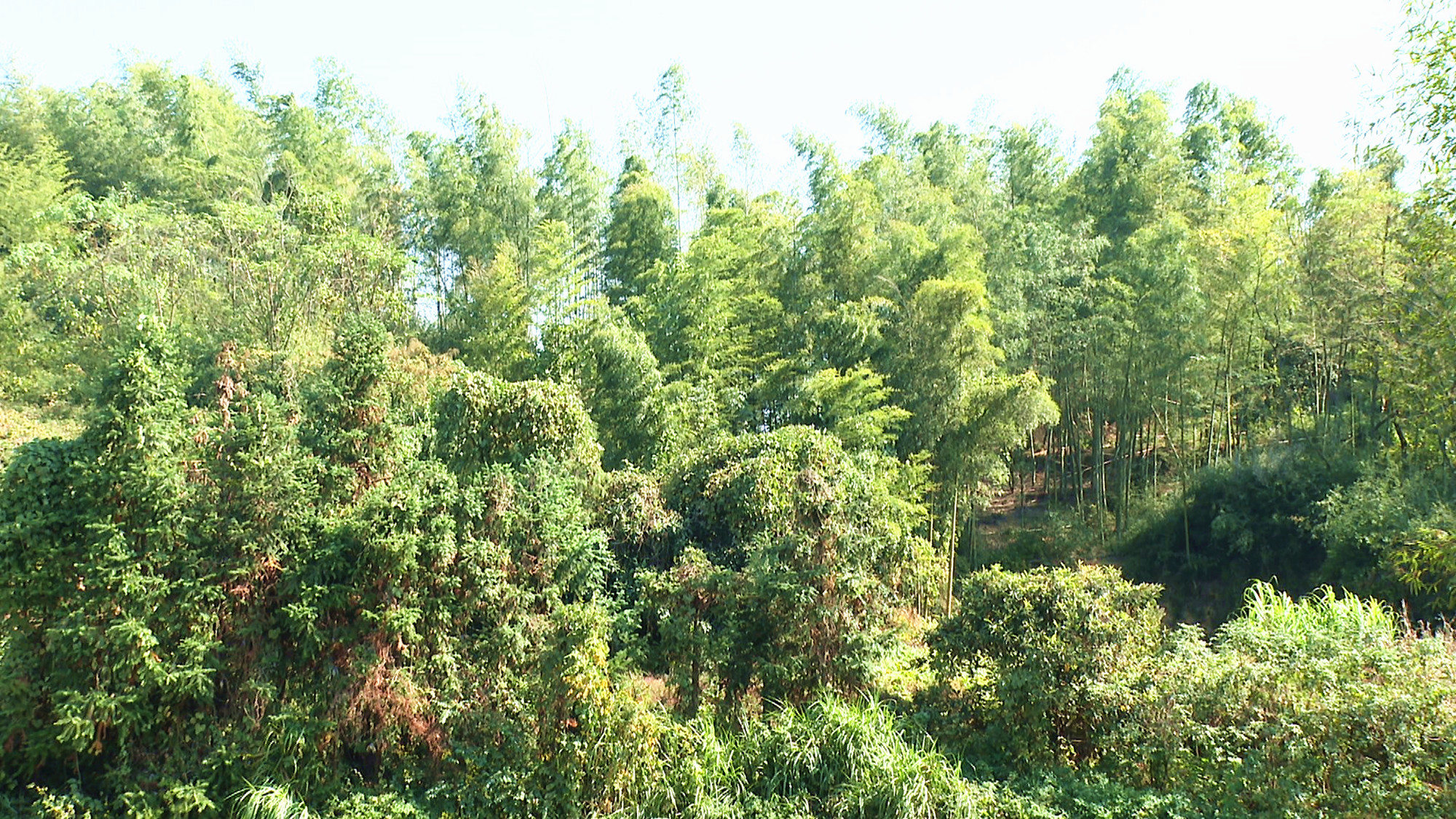 聂市林长制008_副本.jpg 聂市林长制008_副本.jpg