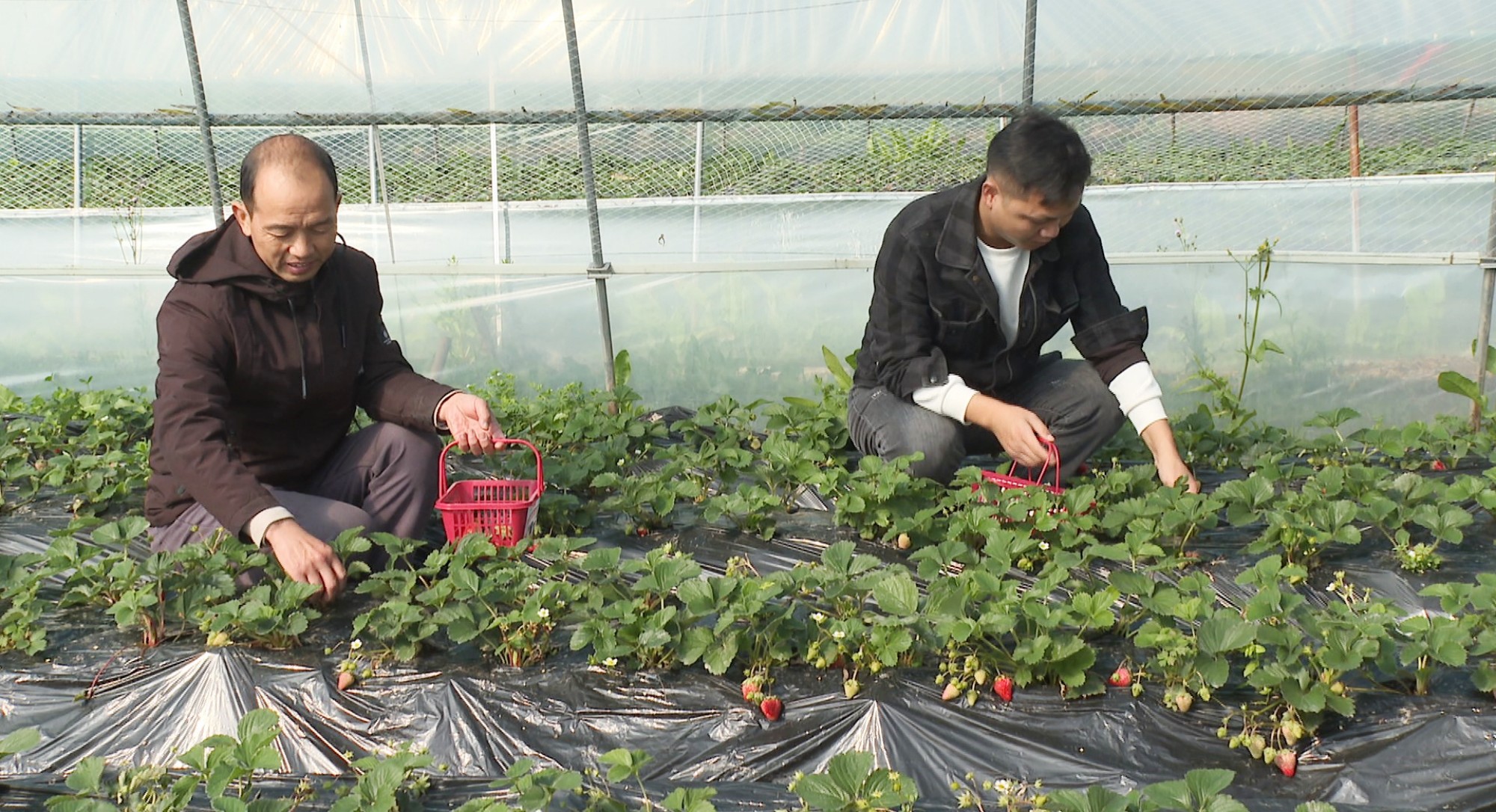 江南草莓园003_副本.jpg 江南草莓园003_副本.jpg